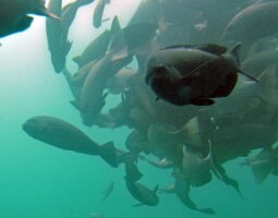 Katsuura_undersea_park (2)