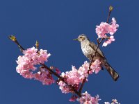 Kawazu (3)  ヒヨドリもお花見