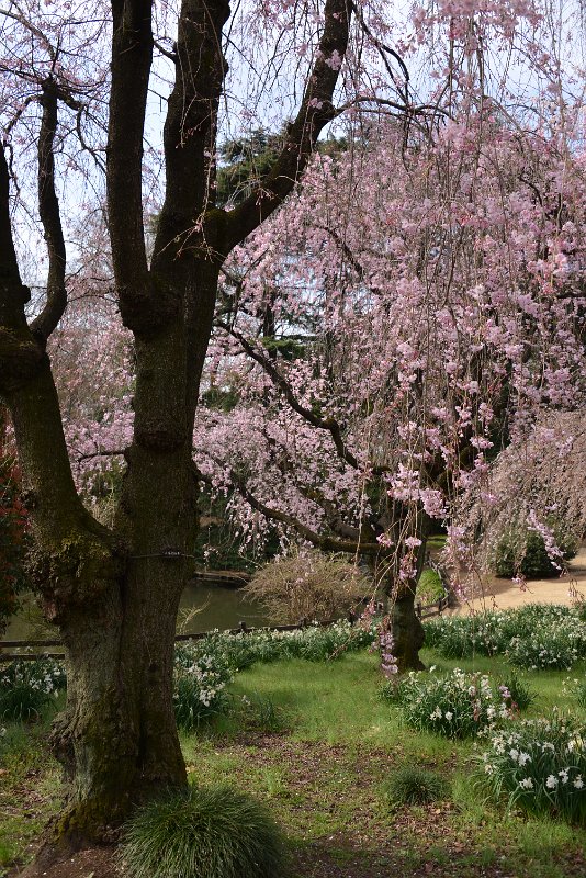 Sakura