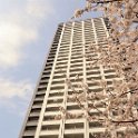 20130324_Sakura.jpg