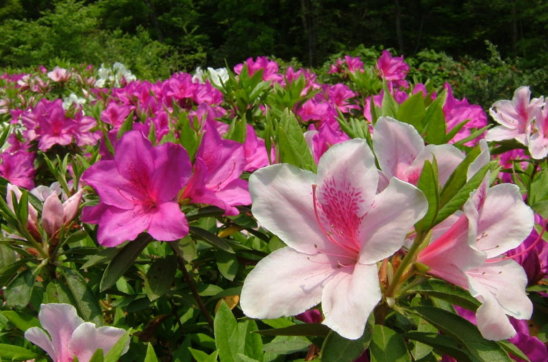 Azalea