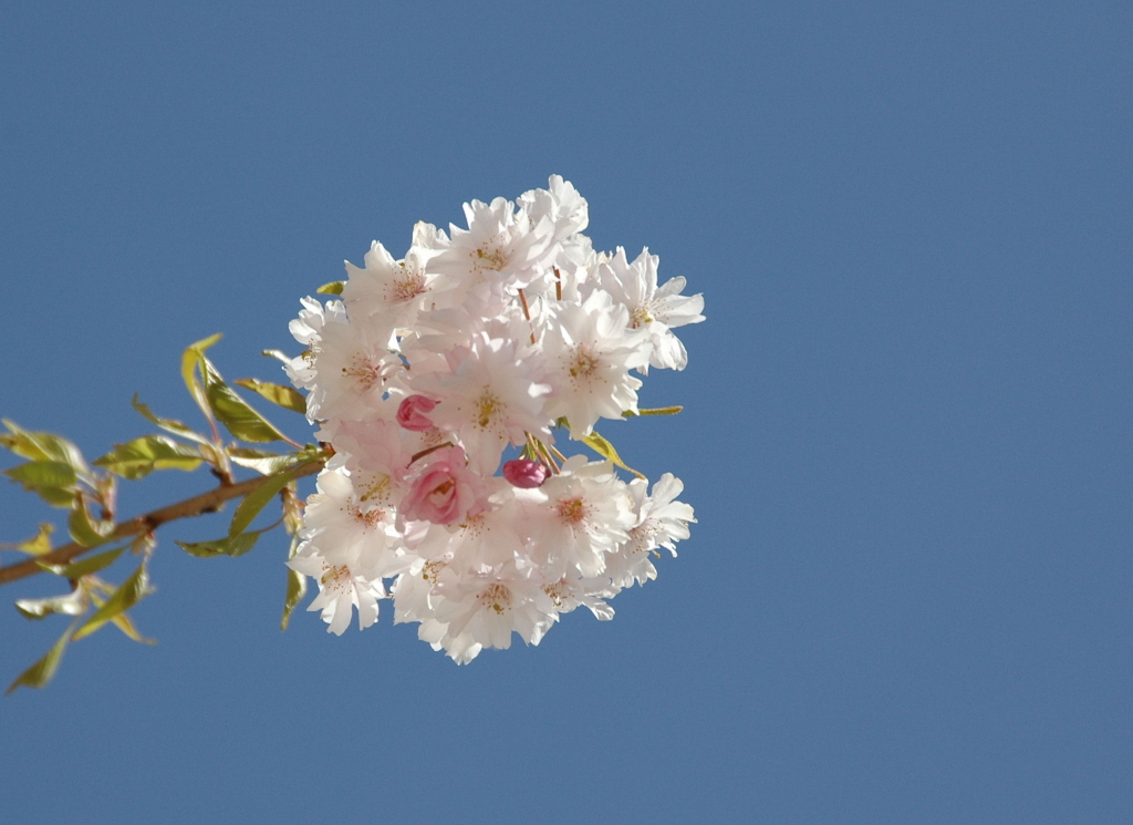 Sakura (3)