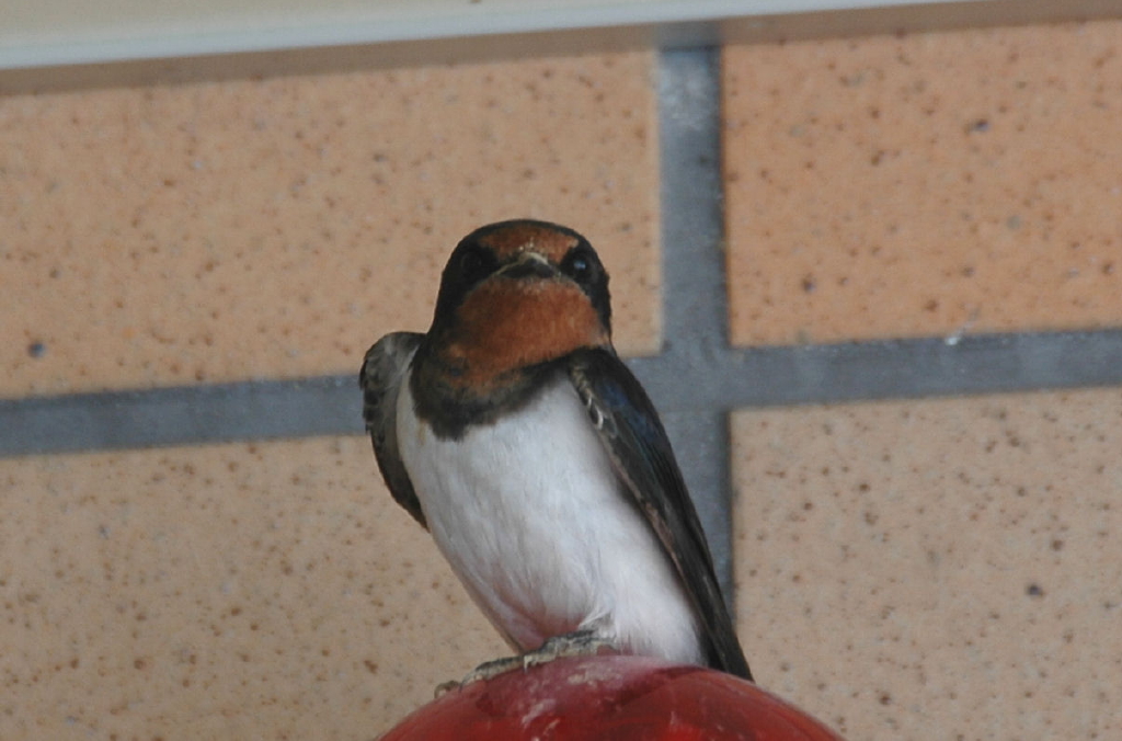 swallow_1