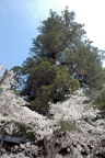 Sakura (1)