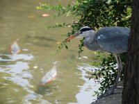 Kurashiki (3)  倉敷