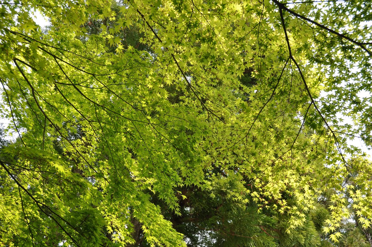 DSC 0741e