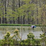 DSC 0748  田植え　ひさしぶりに観ました