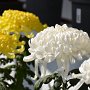 DSC 2923  菊の品評会