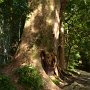 DSC 3538  樹齢８００年の巨木です。