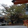 DSC 3682  秀衡桜 藤原秀衡が奉納した桜です