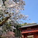 Antonio  Sakura near Suwa-Taisya