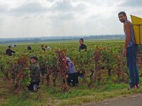 Chambolle-Musigny 1er Les Baudes - コピー  Everyone harvested the grapes with a smile.