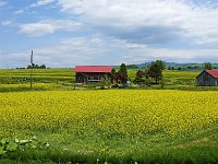 2016 Takikawa(2)  滝川　菜の花畑