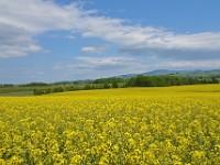 2016 Takikawa(3)  滝川　菜の花畑