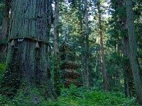 Mt-Haguro 0  羽黒山　爺杉と五重塔