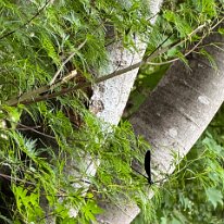 IMG_3356te ハグロトンボ？