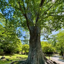 IMG_E3251n 幹回り6.5m 500年の欅